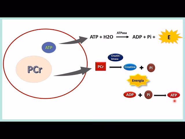 ¿Cuál es un ejemplo del sistema ATP PC en el deporte?