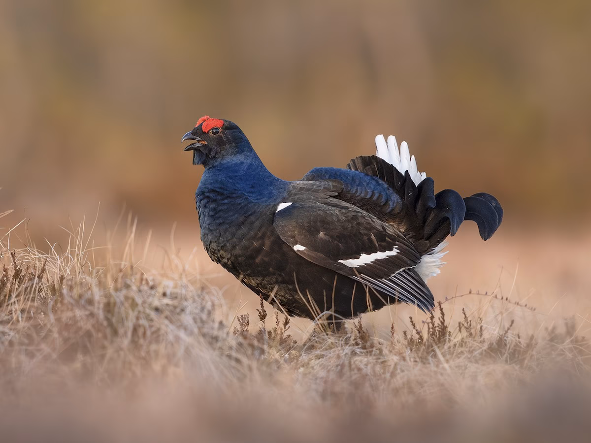 What is the difference between red grouse and black grouse?
