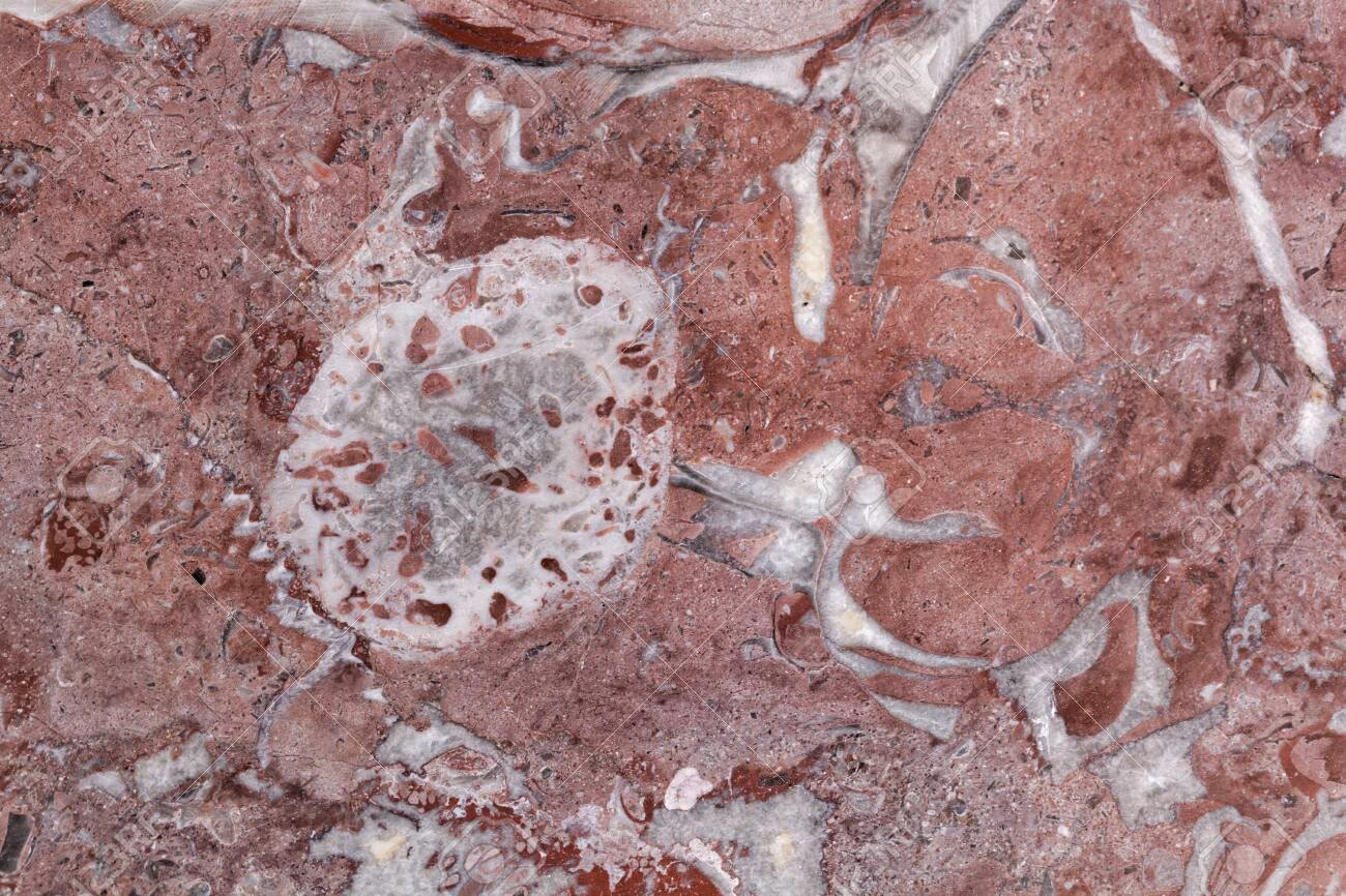 ¿Qué es un fósil rudista?