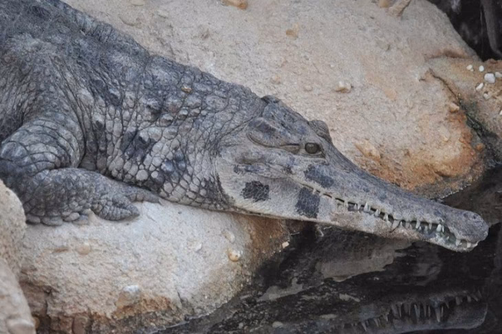 ¿Cómo es la piel del cocodrilo?