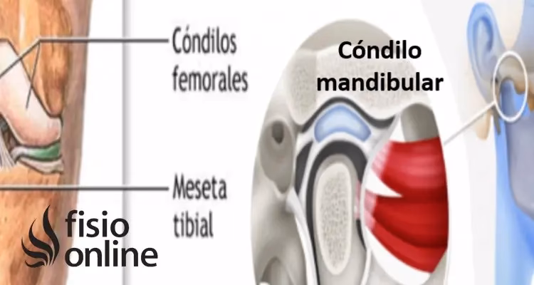 ¿Qué es el cóndilo en la rodilla?