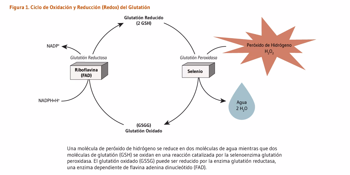 ¿Cómo saber si tengo trimetilaminuria?