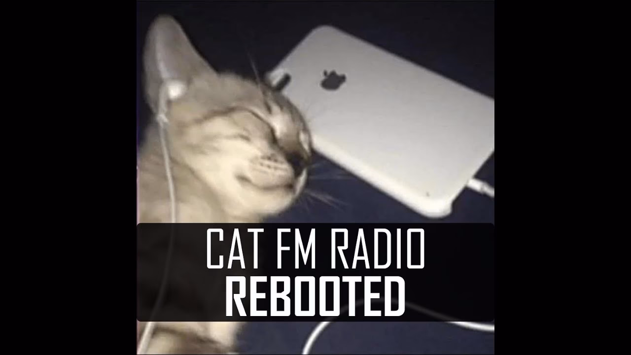 What radio station is for cats?