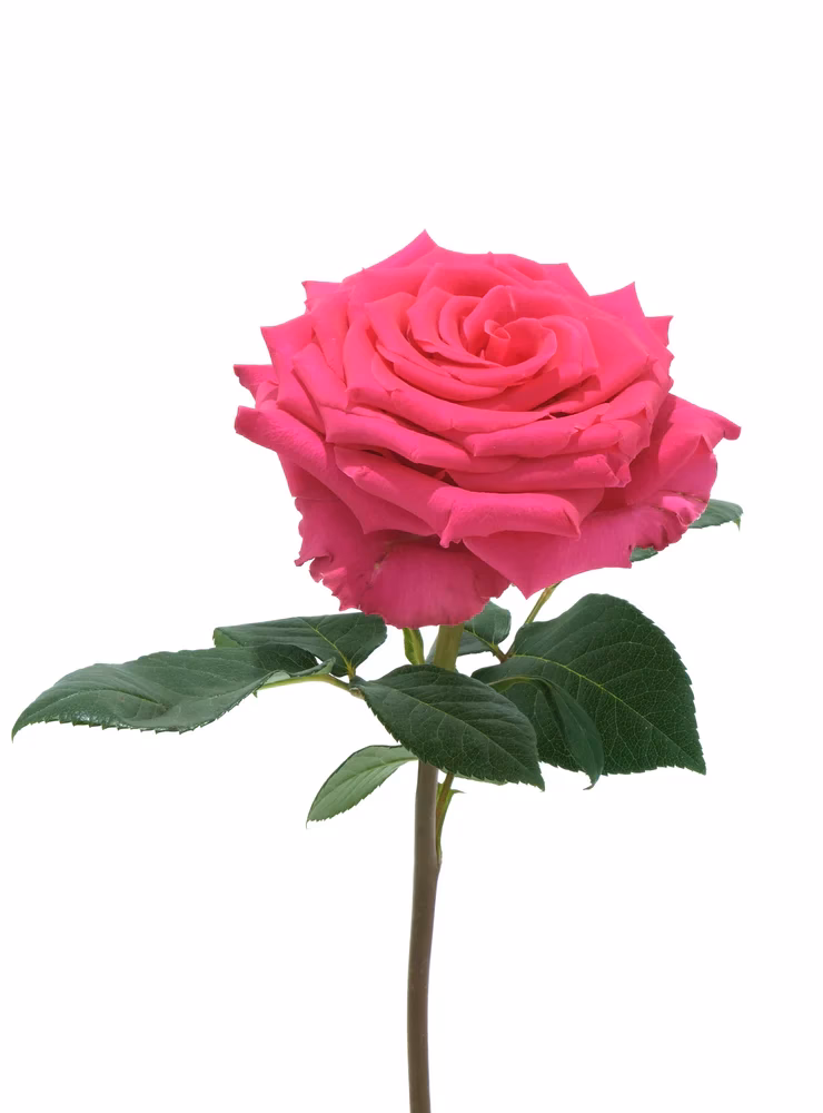 Is rose tonnerre the same as une rose?