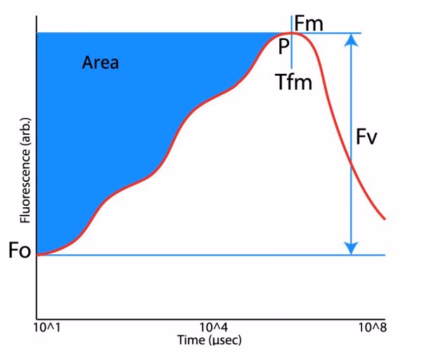 ¿Cómo calcular fv fm?